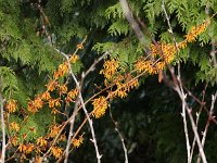Hamamelis Vesna 2016 01 23 9114